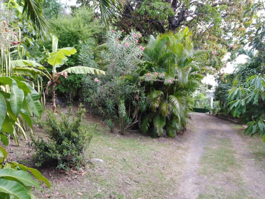 Villa Au Vieux Manguier à Deshaies Extérieur photo