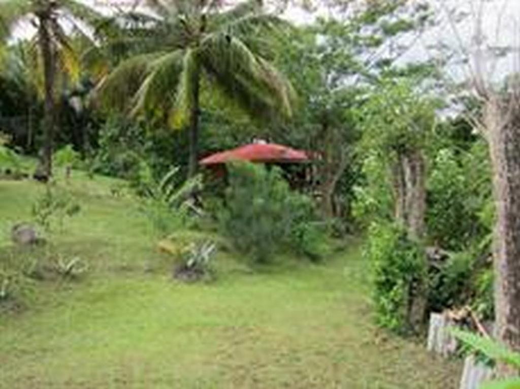 Villa Au Vieux Manguier à Deshaies Extérieur photo