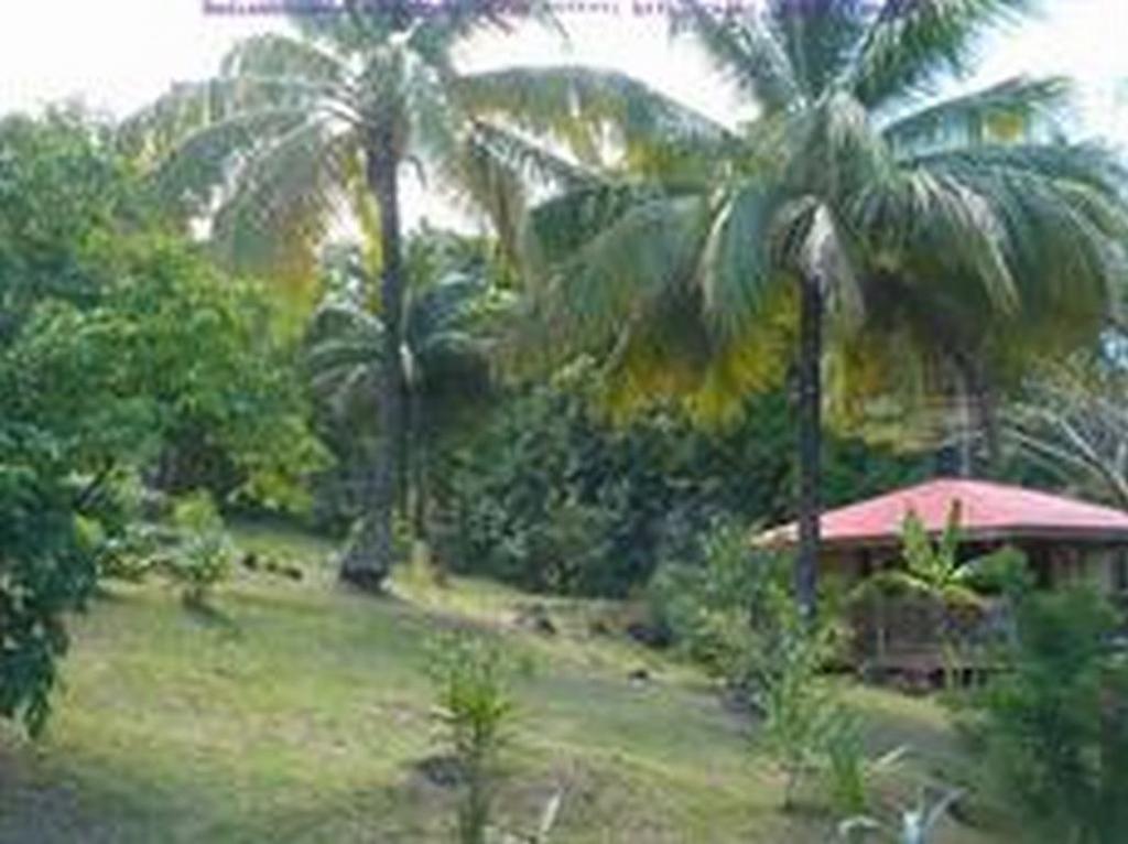 Villa Au Vieux Manguier à Deshaies Extérieur photo
