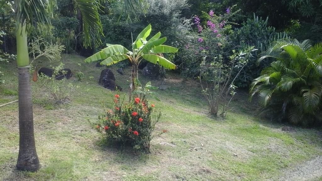 Villa Au Vieux Manguier à Deshaies Extérieur photo